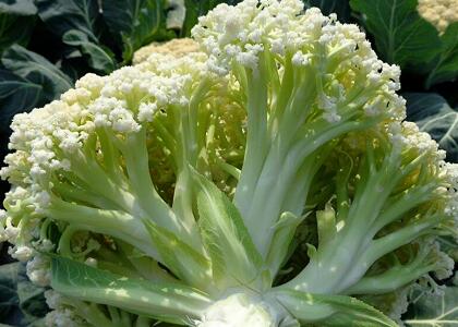 新鮮蔬菜配送:花菜