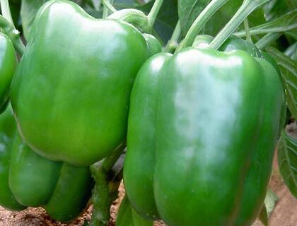 新鮮蔬菜配送:甜椒