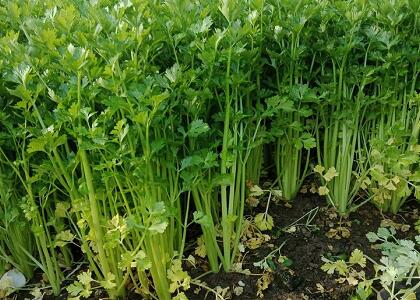 新鮮蔬菜配送:香芹